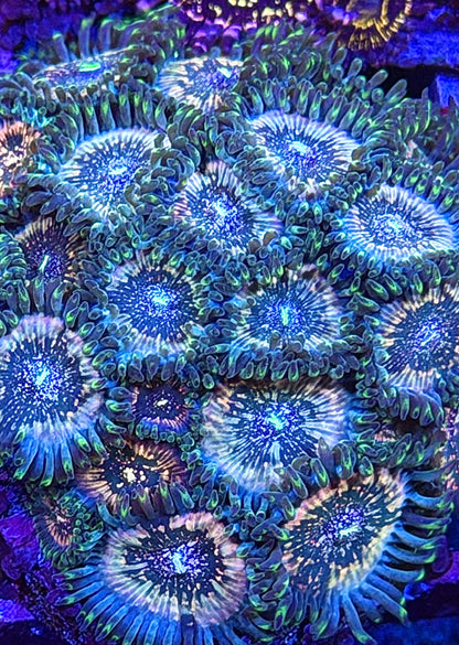 Hawaiian Poeple Eater Zoa