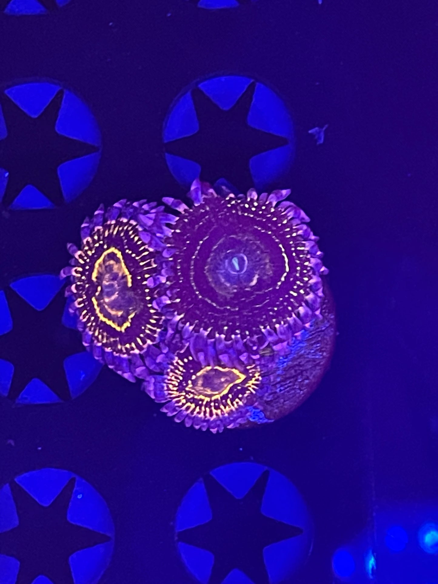 Indestructible Stratosphere Zoanthid