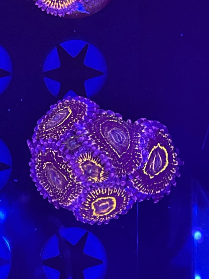 Indestructible Stratosphere Zoanthid