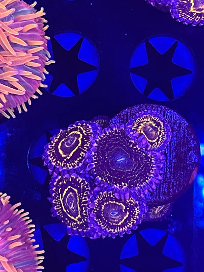 Indestructible Stratosphere Zoanthid