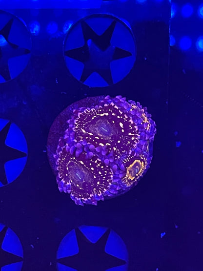 Indestructible Stratosphere Zoanthid
