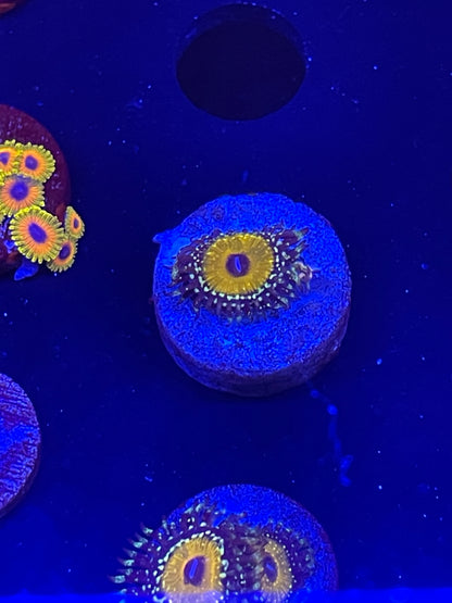 Godbeast Zoanthid