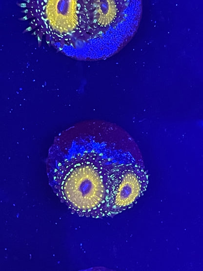 Godbeast Zoanthid