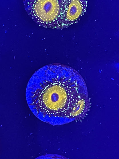 Godbeast Zoanthid