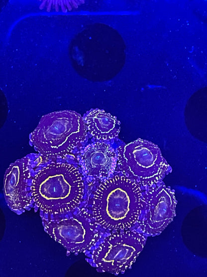 Indestructible Stratosphere Zoanthid