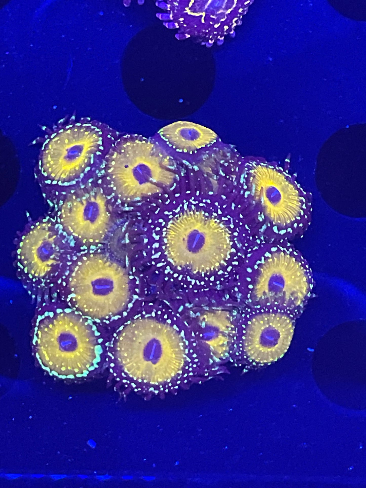 Godbeast Zoanthid