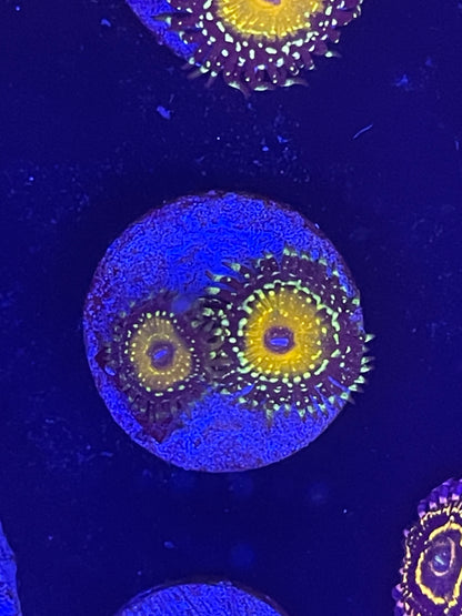 Godbeast Zoanthid
