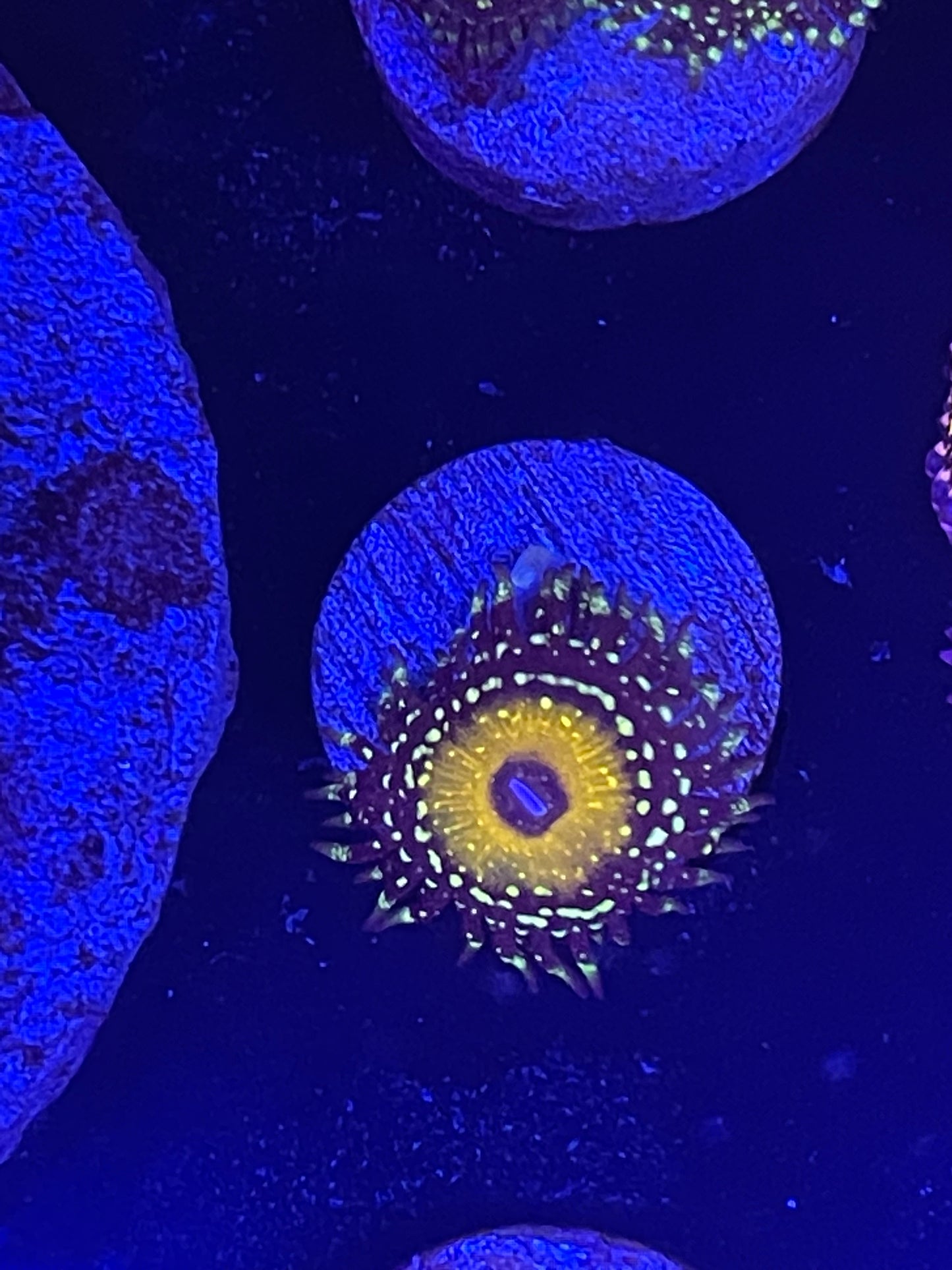 Godbeast Zoanthid