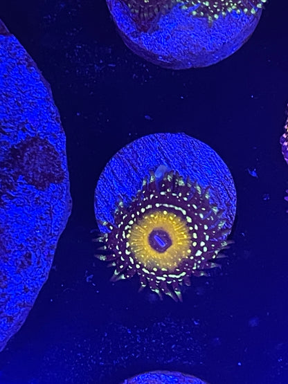 Godbeast Zoanthid