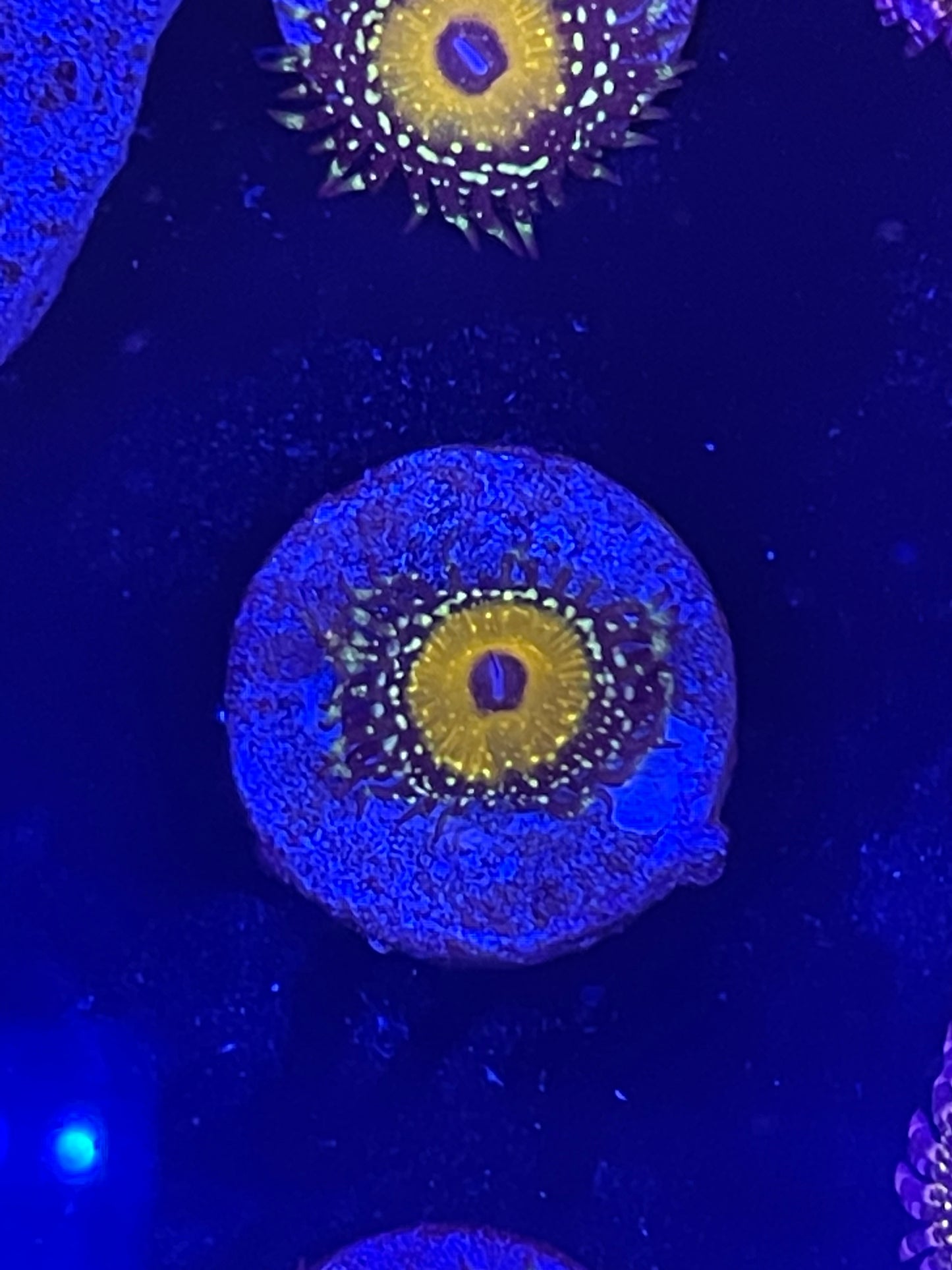 Godbeast Zoanthid