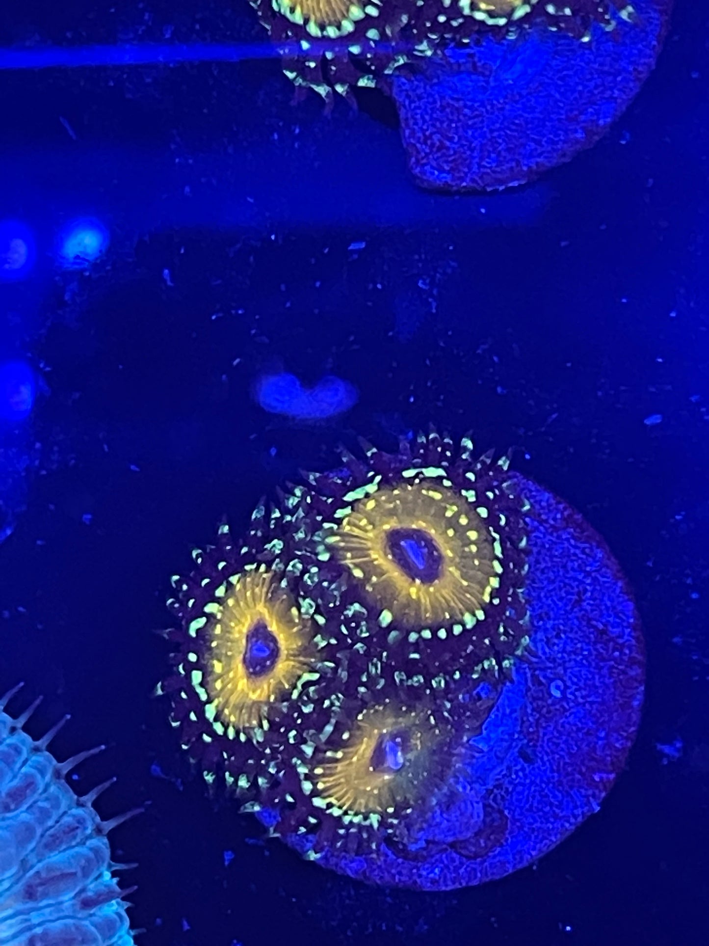 Godbeast Zoanthid