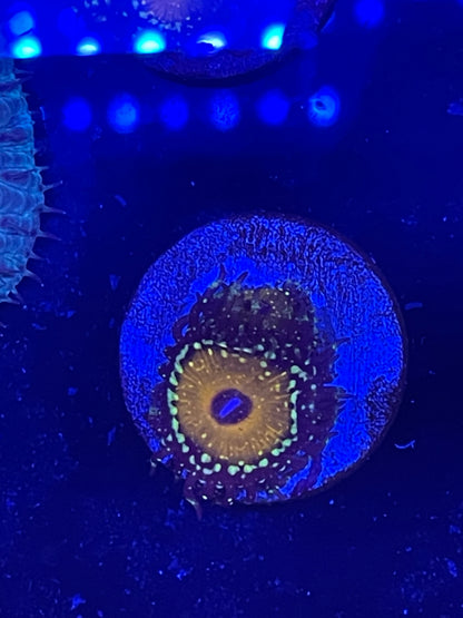 Godbeast Zoanthid