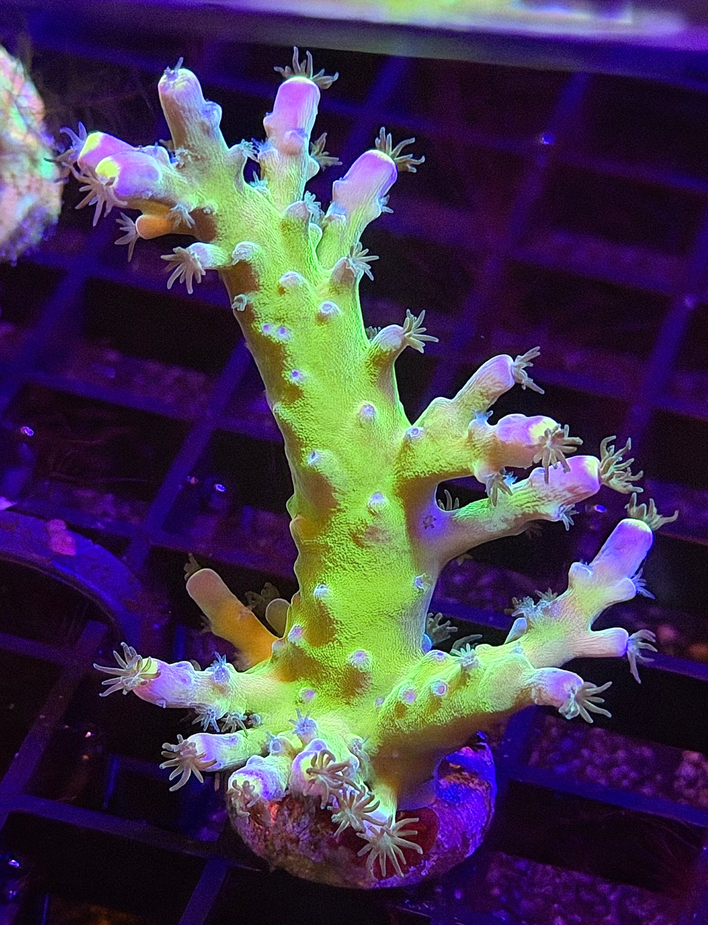 Yellow Tip Tort