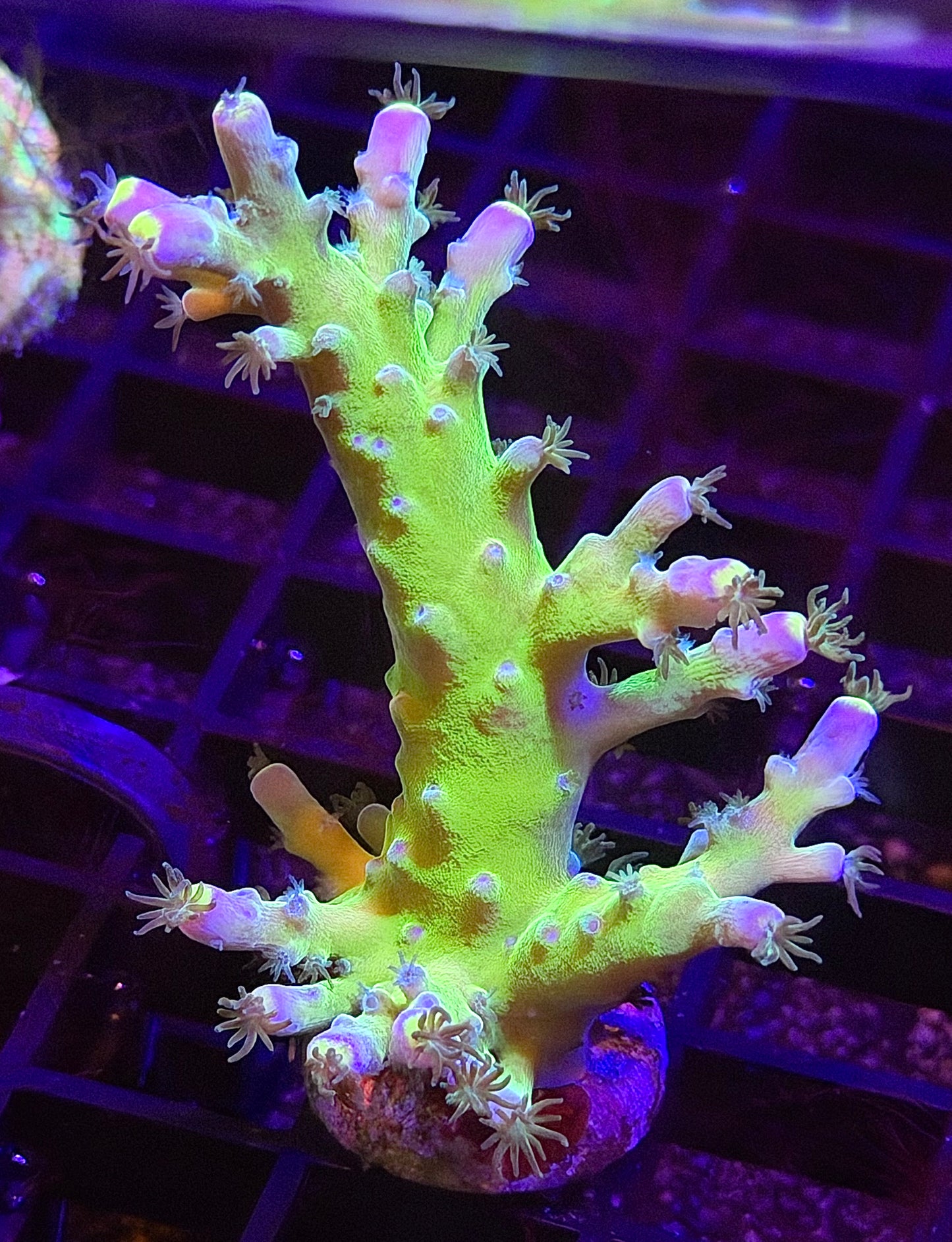 Yellow Tip Tort