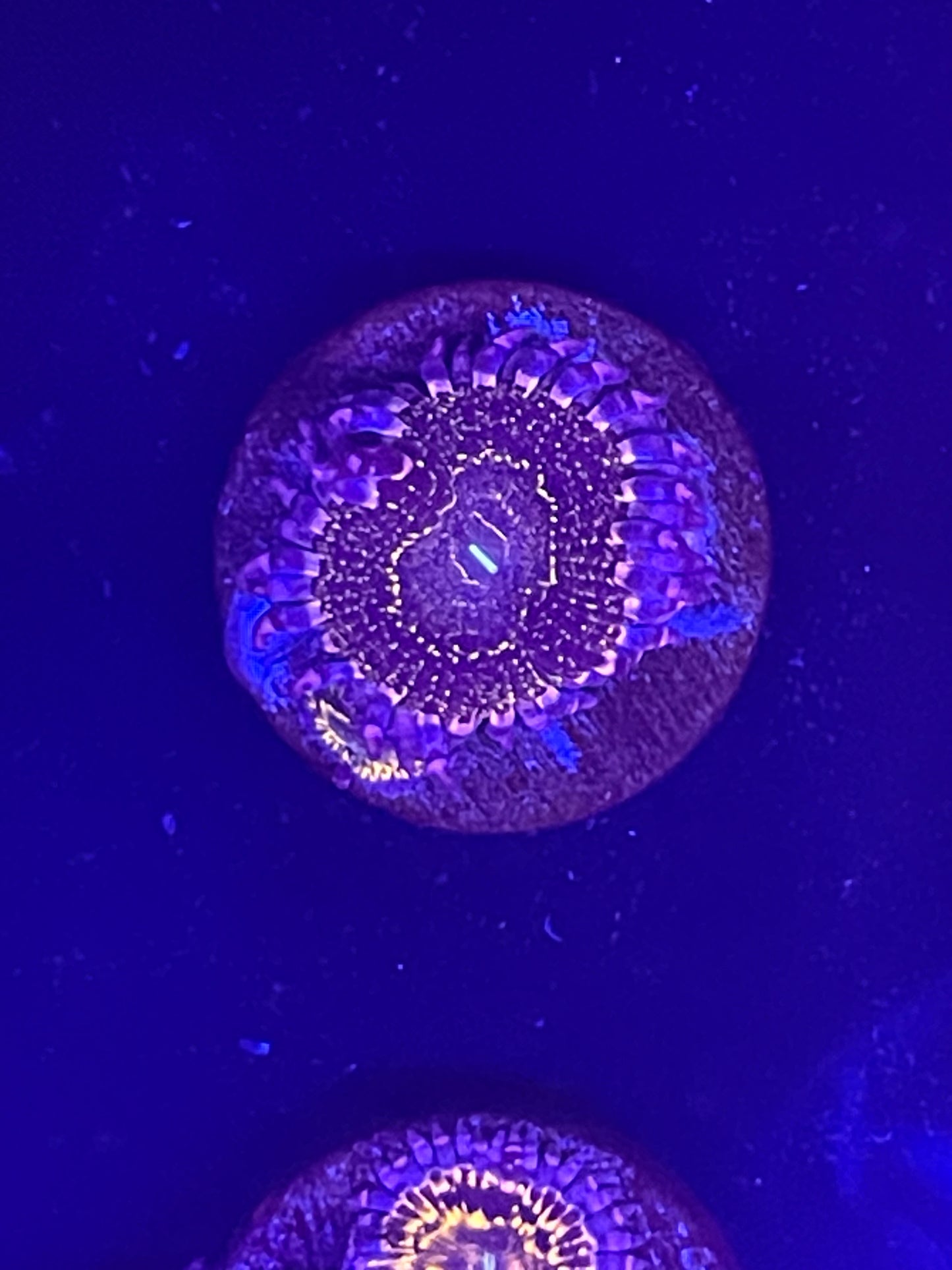 Indestructible Stratosphere Zoanthid