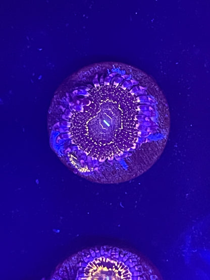 Indestructible Stratosphere Zoanthid