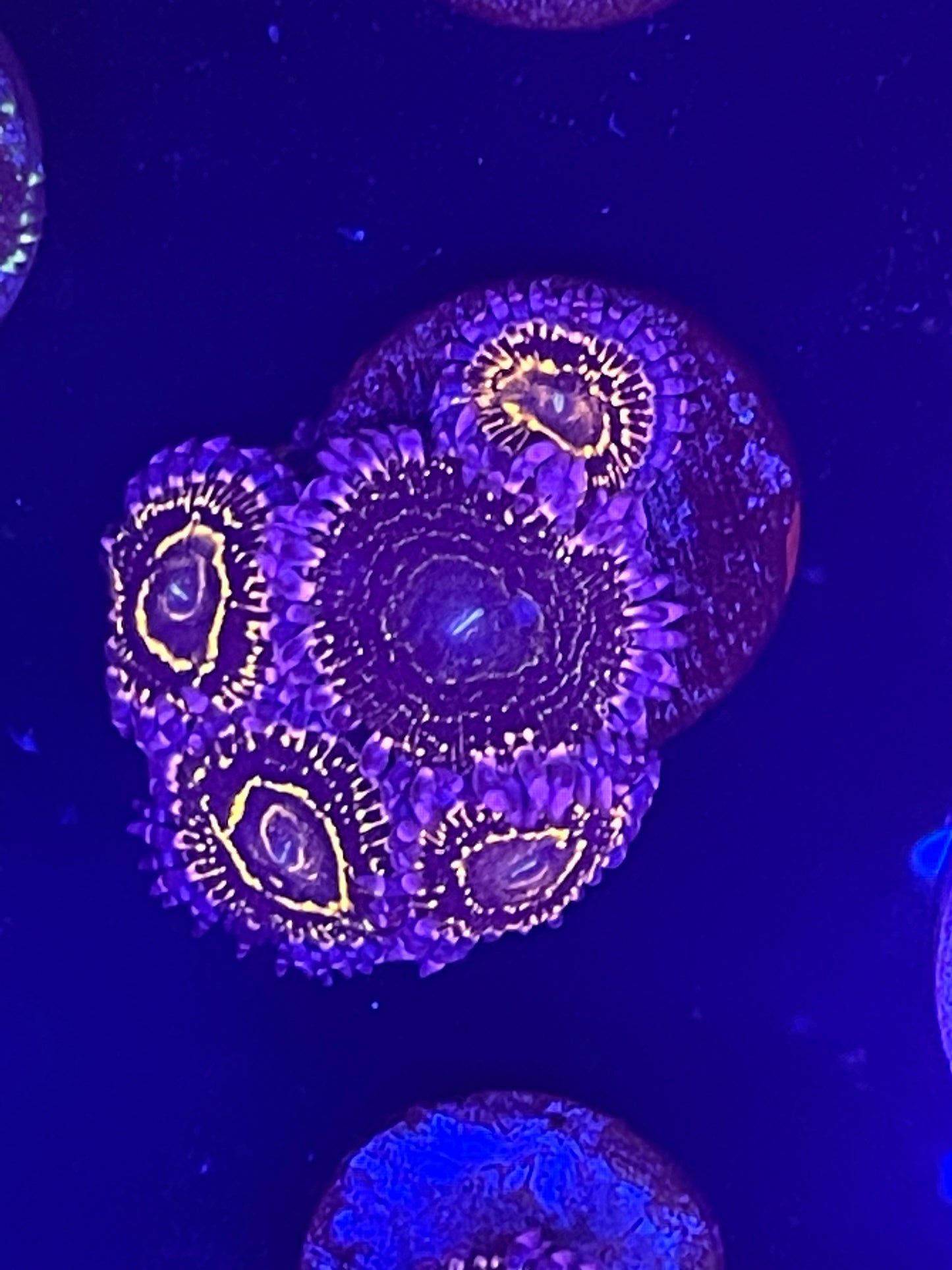 Indestructible Stratosphere Zoanthid