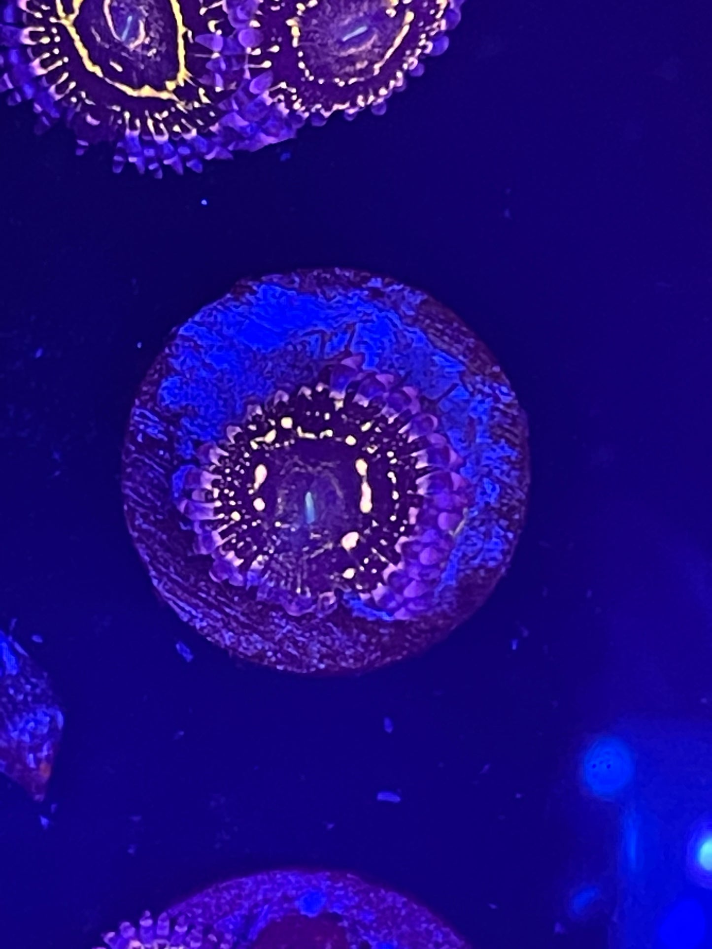 Indestructible Stratosphere Zoanthid