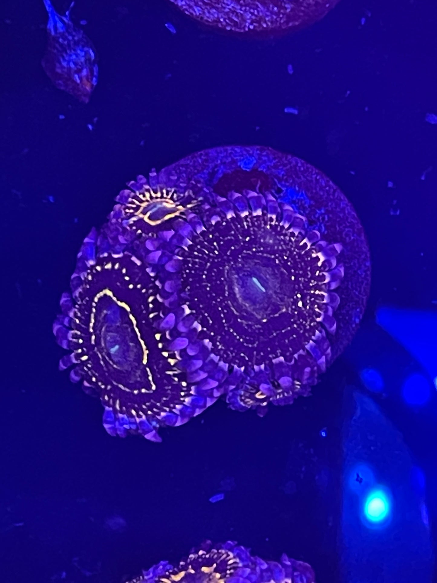Indestructible Stratosphere Zoanthid
