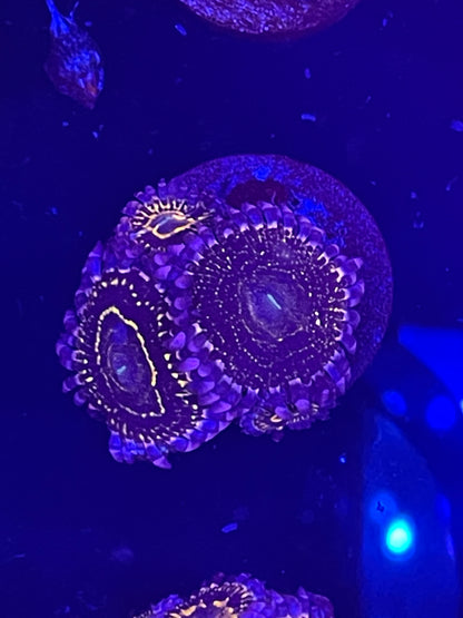 Indestructible Stratosphere Zoanthid