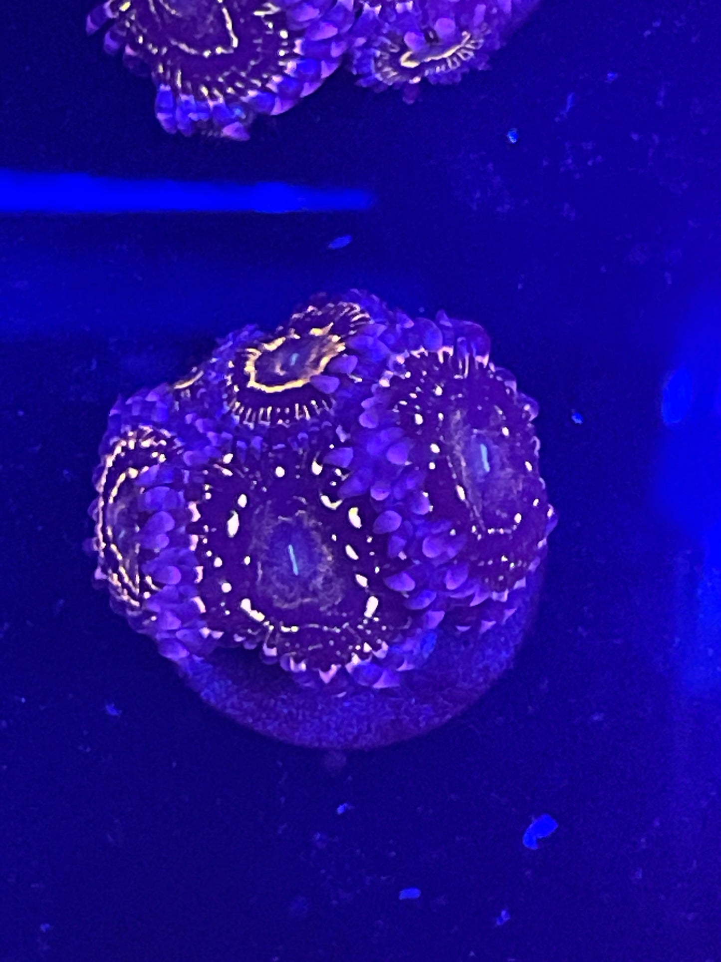 Indestructible Stratosphere Zoanthid