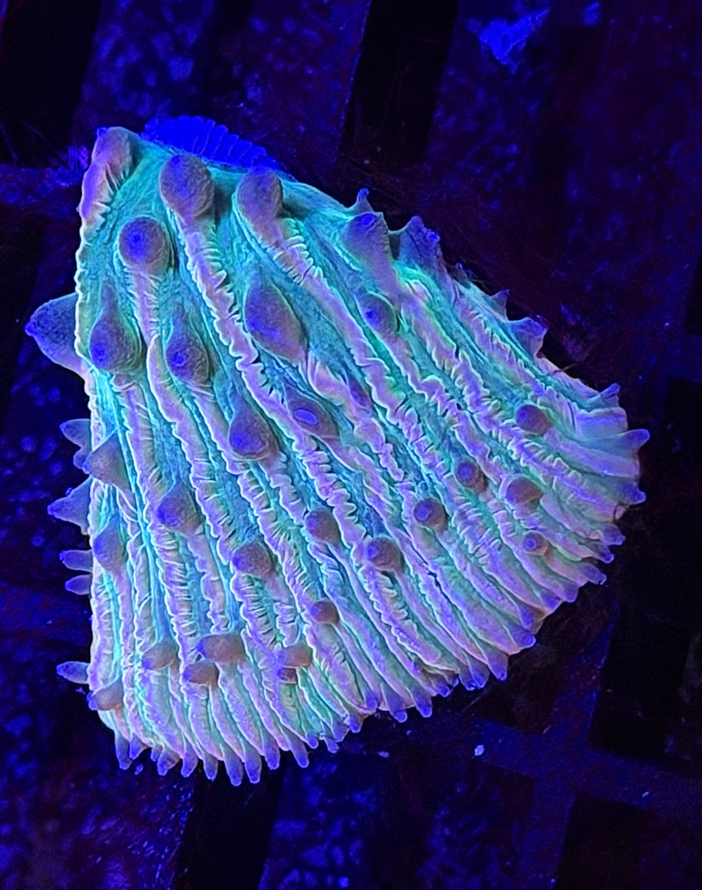 Loompa Oompa Fungia Plate