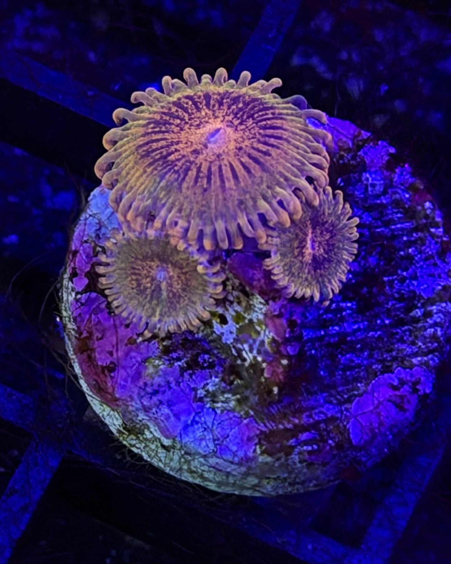 Speckled Krakatoa Zoa