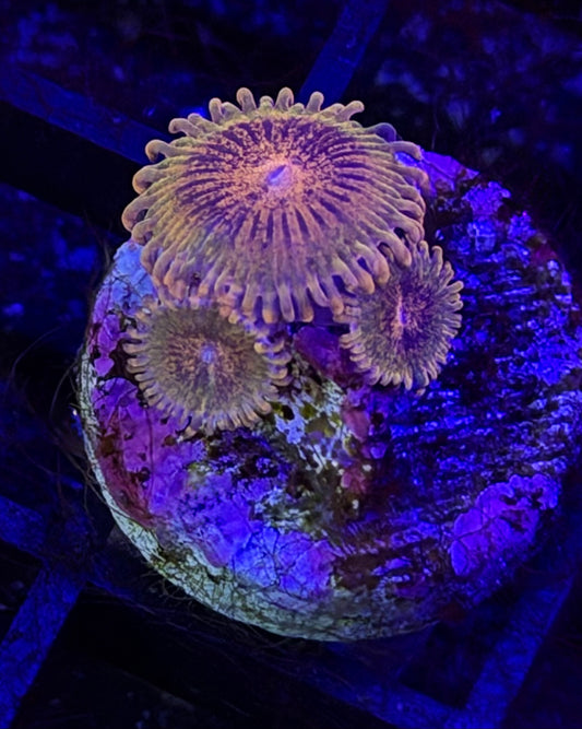 Speckled Krakatoa Zoa