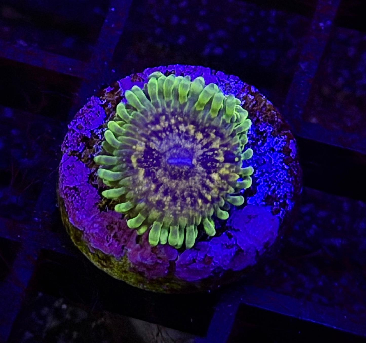 Big Bird Zoa