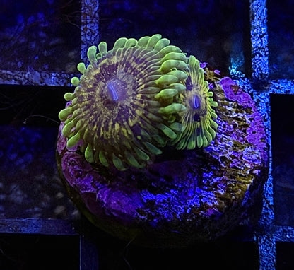 Big Bird Zoa