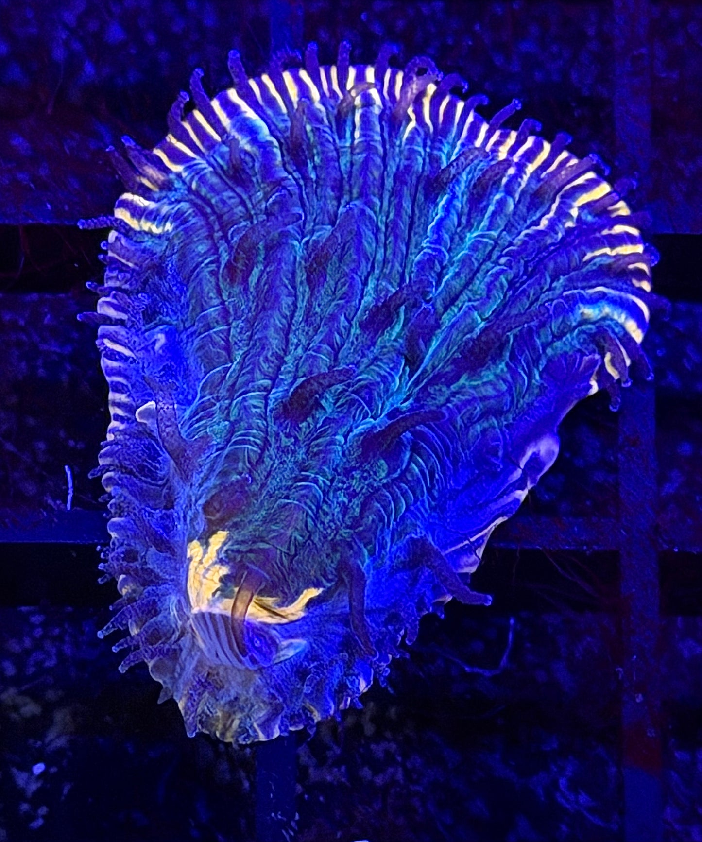 Electric Zinger Fungia Plate