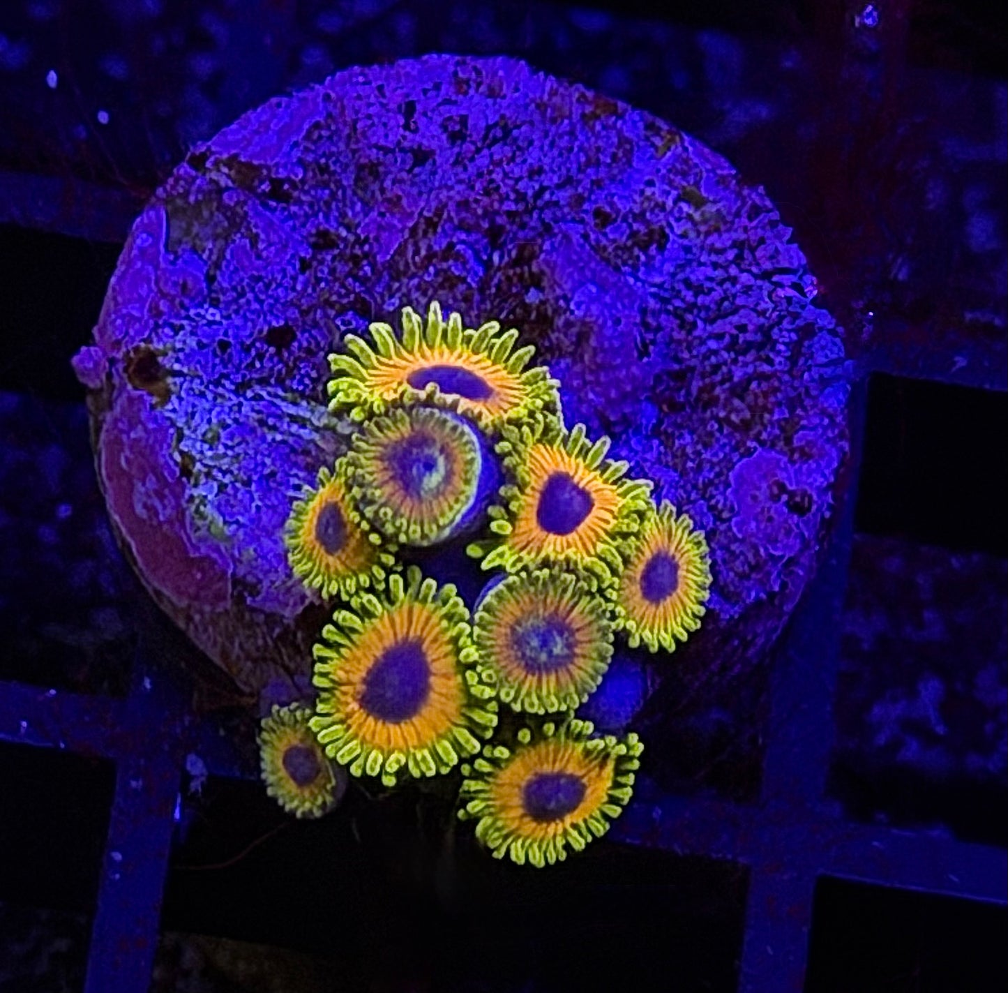 Great Owl Zoa
