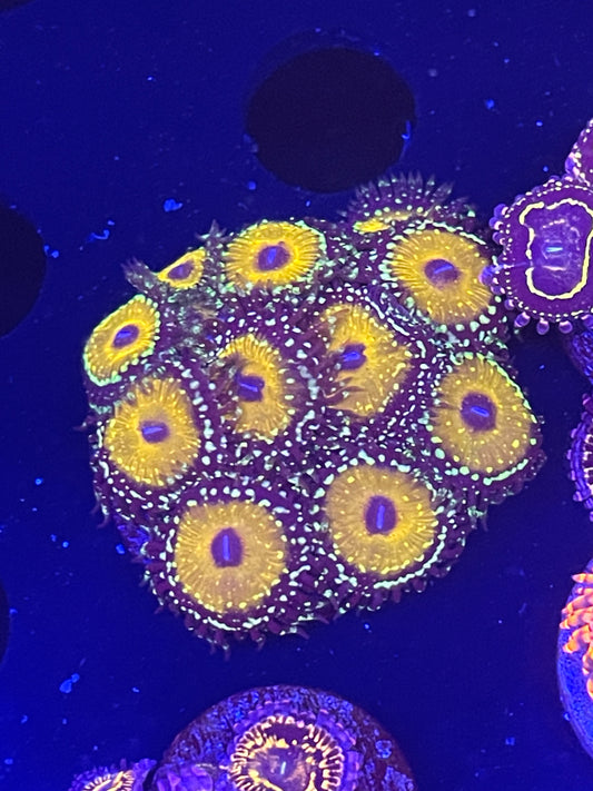 Godbeast Zoanthid