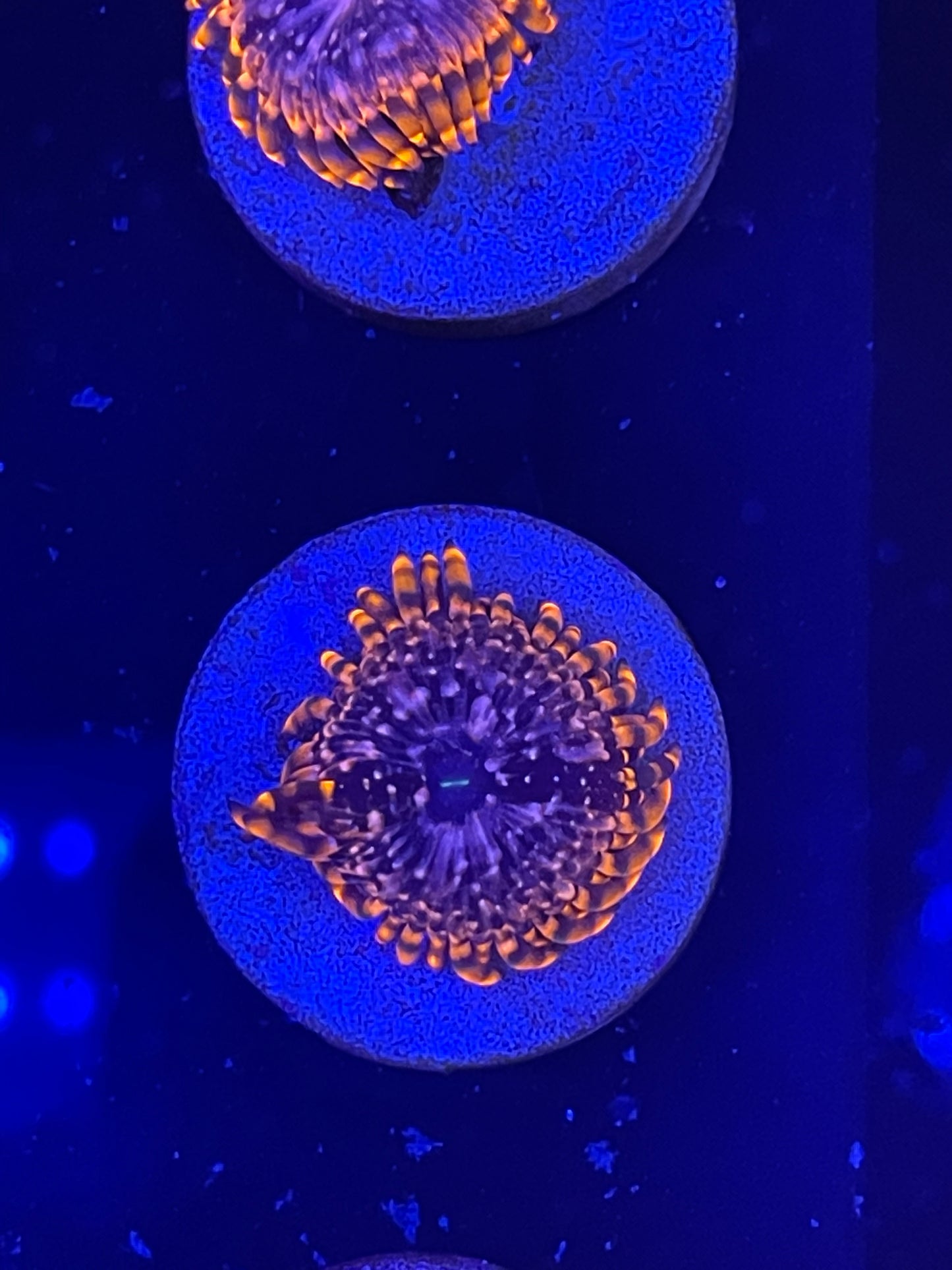 Utter Chaos Zoanthid
