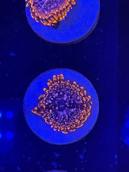 Utter Chaos Zoanthid