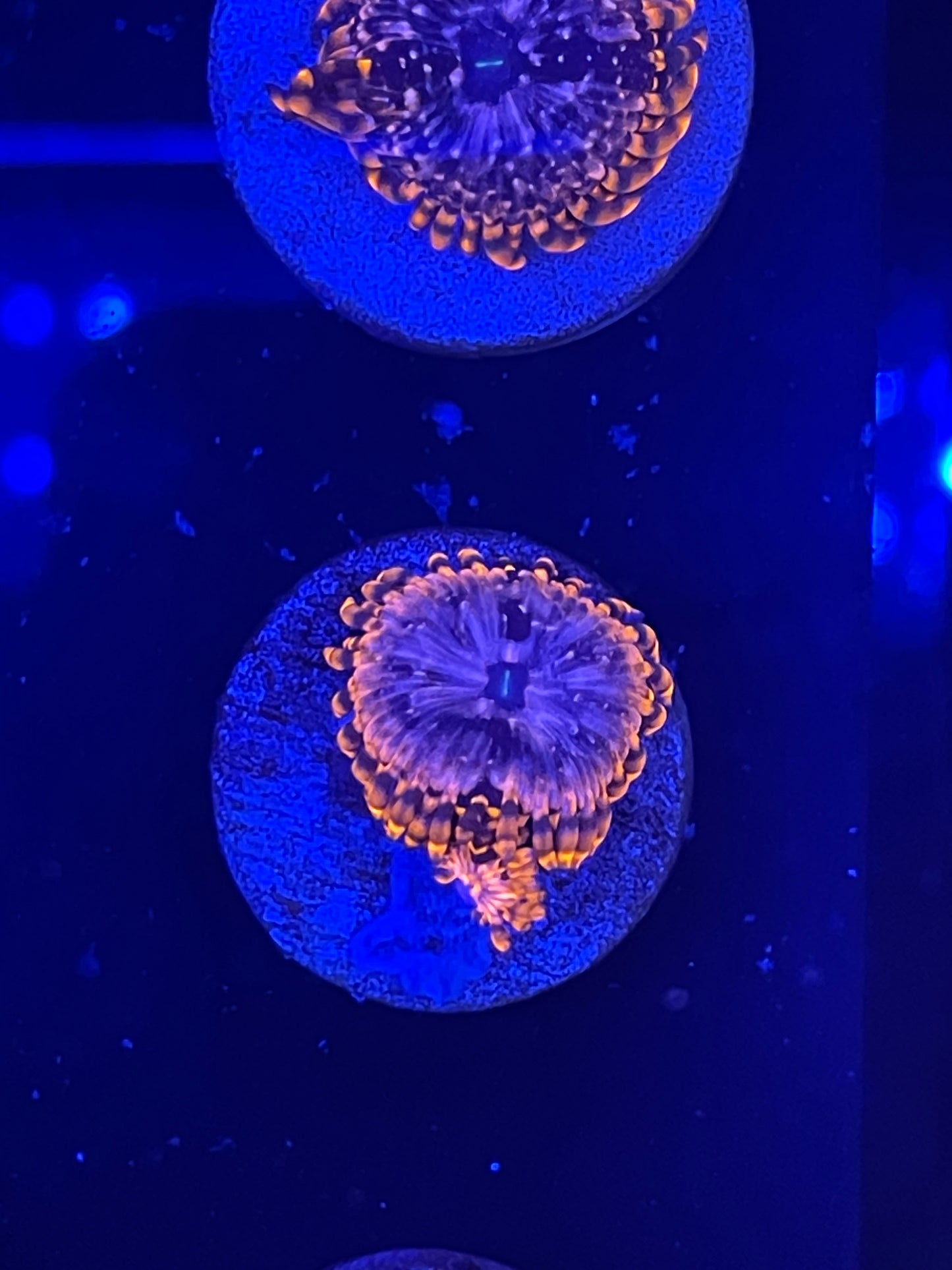 Utter Chaos Zoanthid