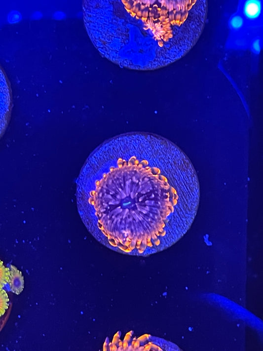 Utter Chaos Zoanthid