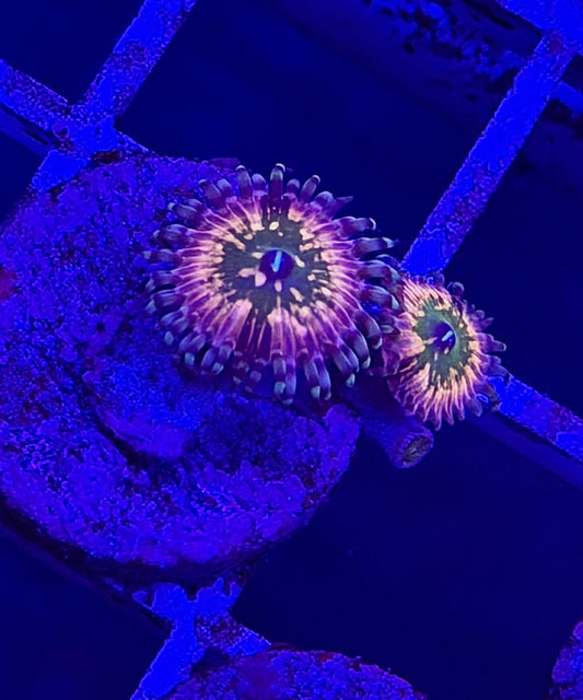 Double Monster's Inc Zoa (With Baby)