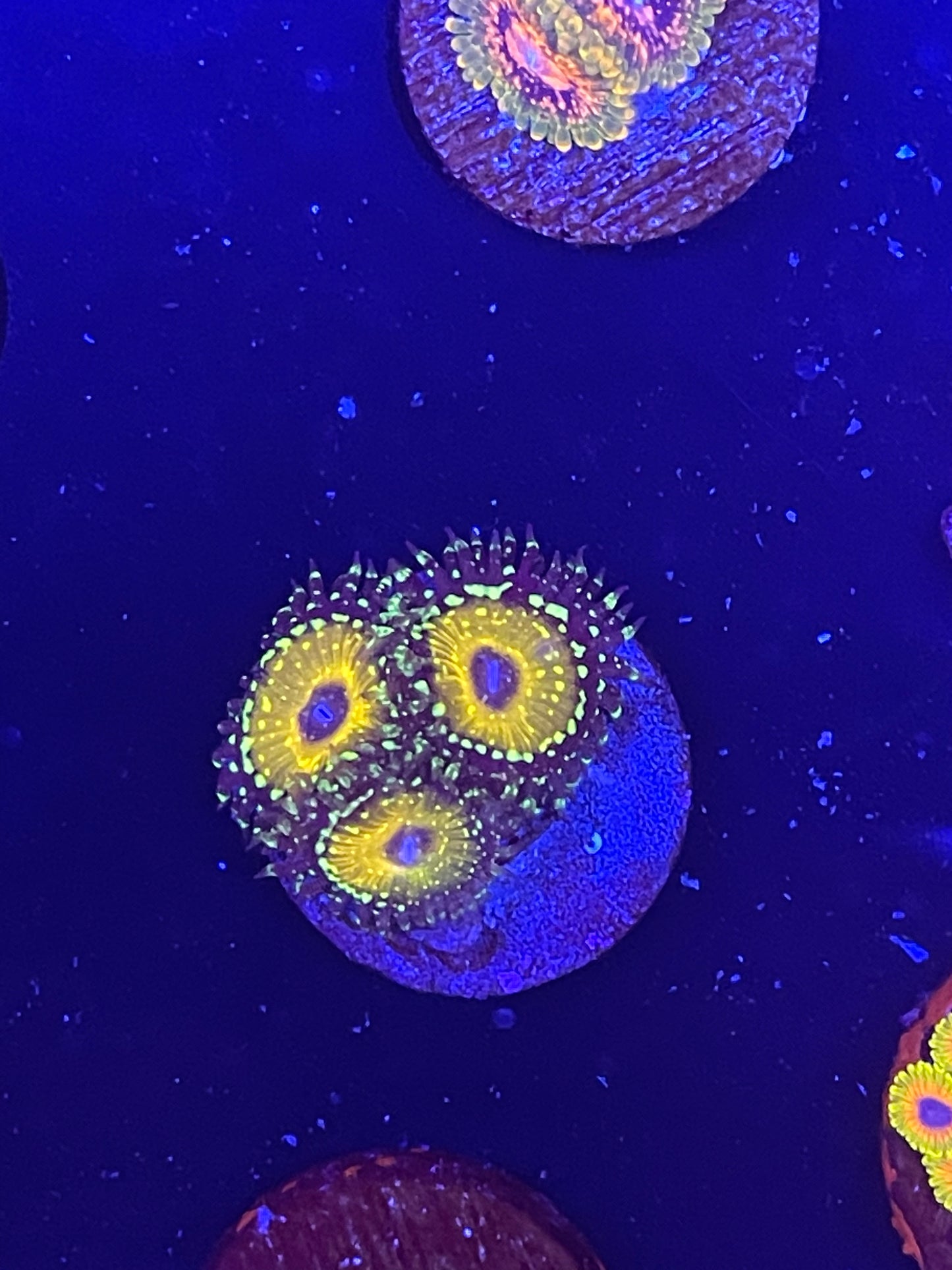 Godbeast Zoanthid