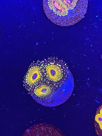 Godbeast Zoanthid