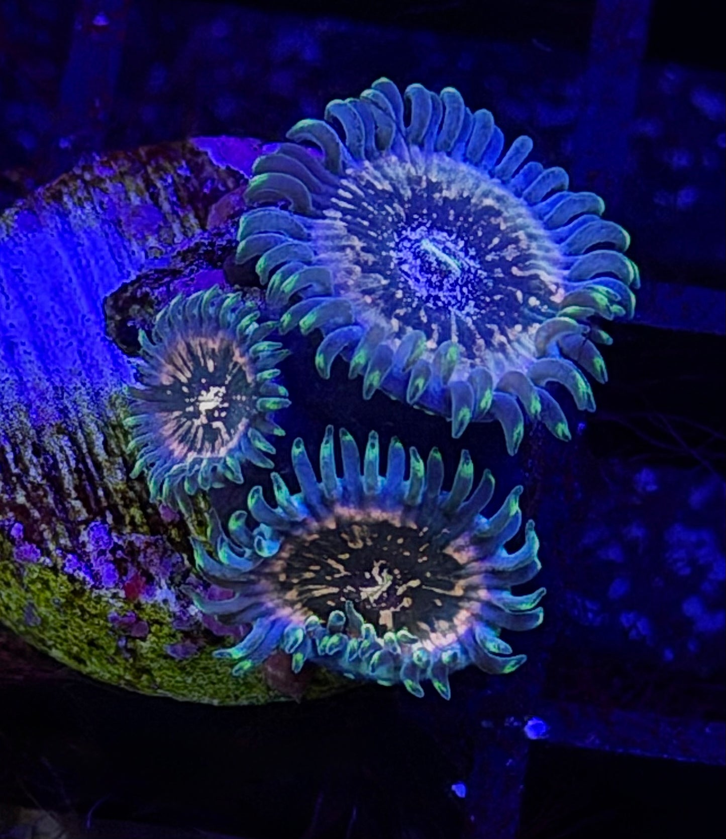 Hawaiian Poeple Eater Zoa