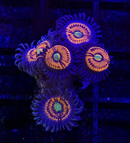 Gobstopper Zoa