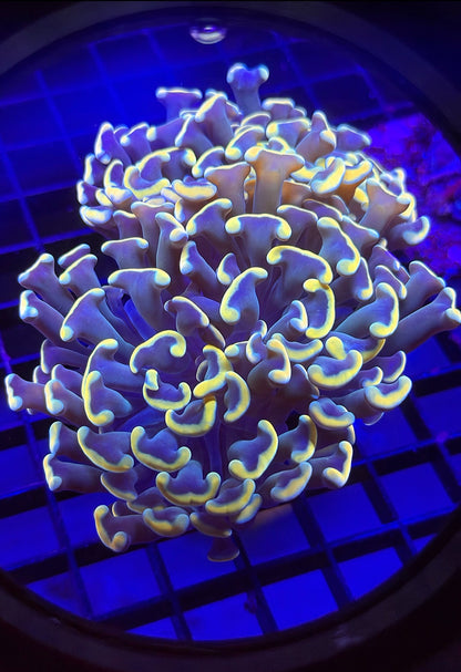 Double TPZ King Midas Branching Malaysian Hammer