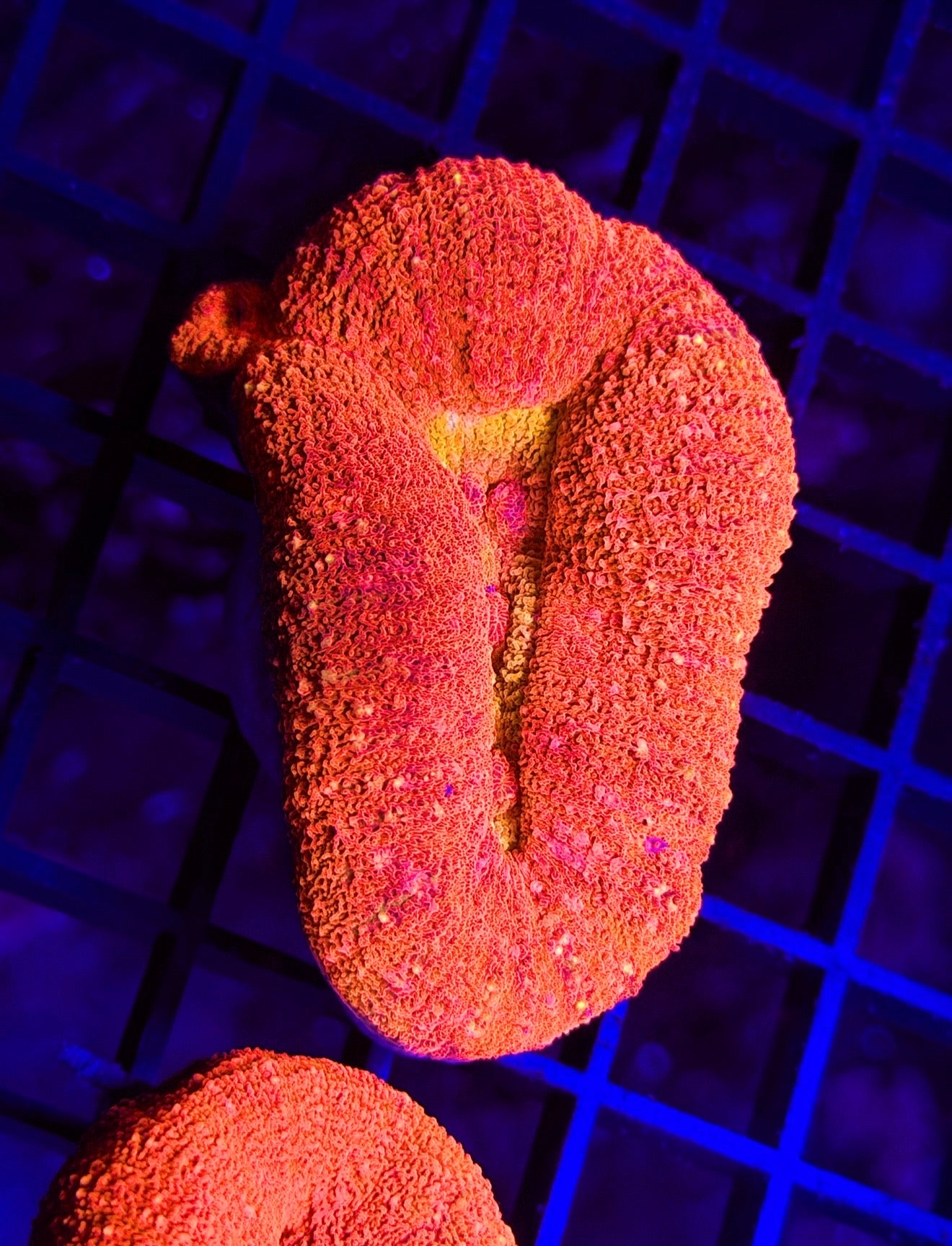 Radioactive Orange Drank Lobo