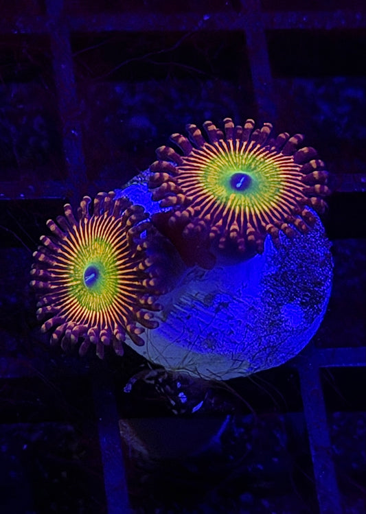 Candy Apple Orange Zoa