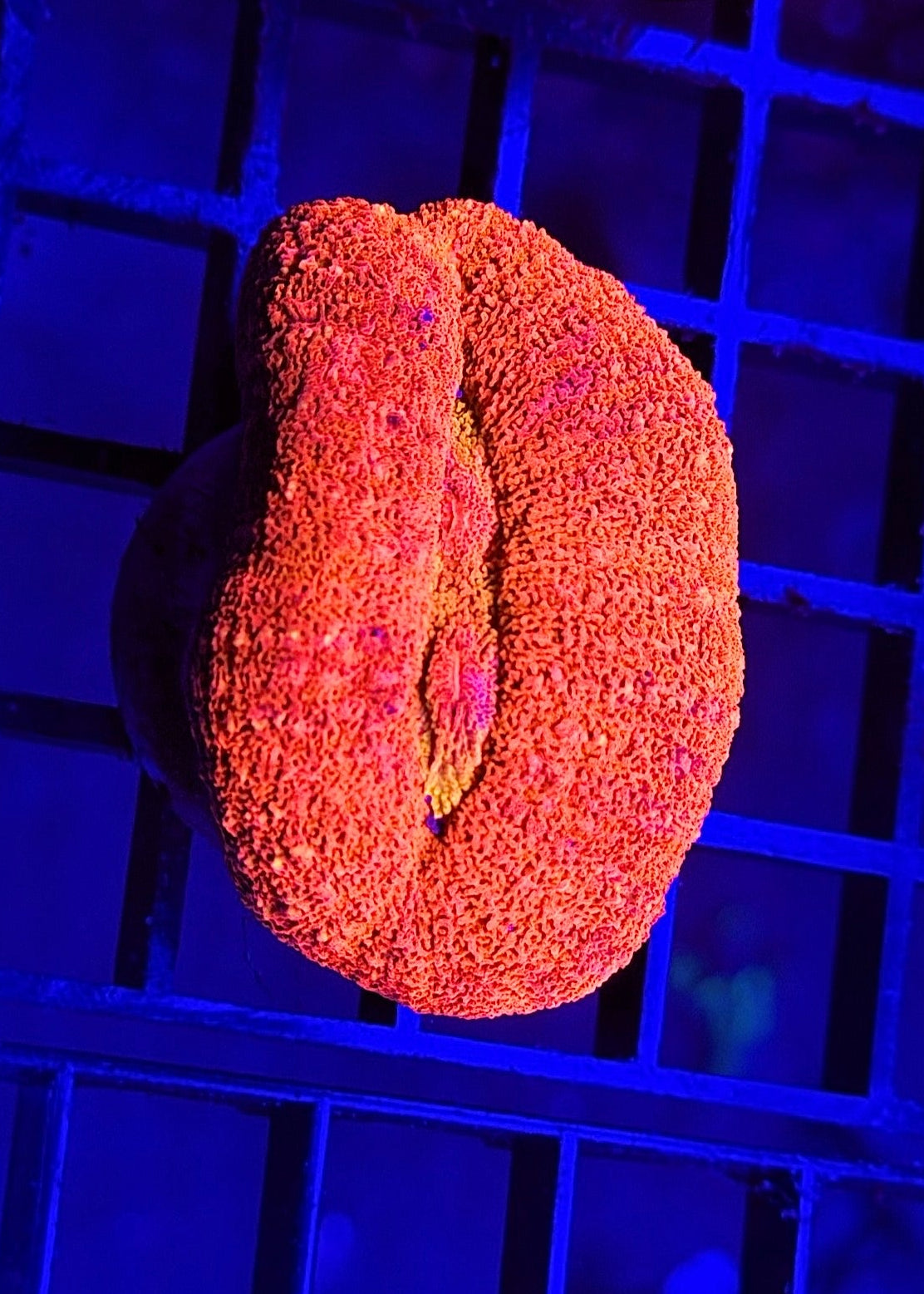 Radioactive Orange Drank Lobo