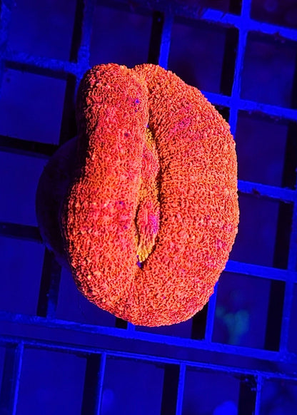 Radioactive Orange Drank Lobo