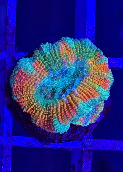 Mother Gaia Malay Acan (High Graft w/ Babies)