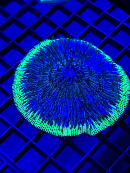 Green Ring Fungia Plate Coral
