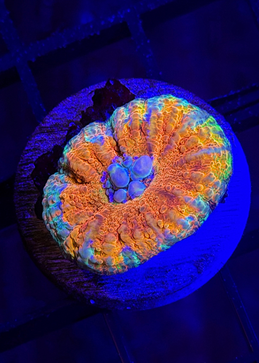 Master Micromussa Pacifica